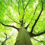 Tree Crown Reduction